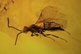 Detailed Fossil Fly And Wasp In Baltic Amber #87126-2